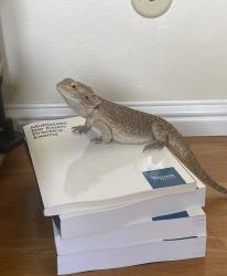 Lost Male Reptile last seen Jefferson and 12th in Downtown Oakland, Oakland, CA 94612