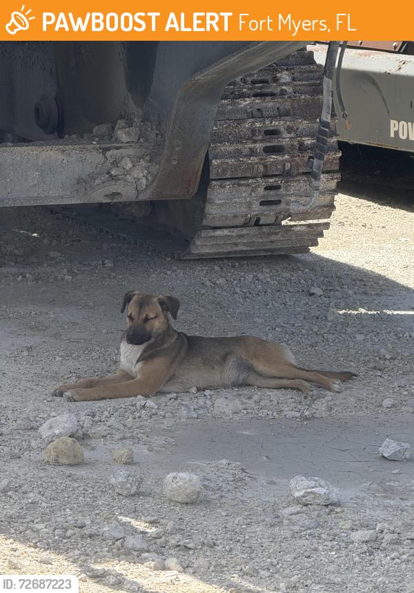 Found/Stray Female Dog last seen State road 82, Fort Myers, FL 33905