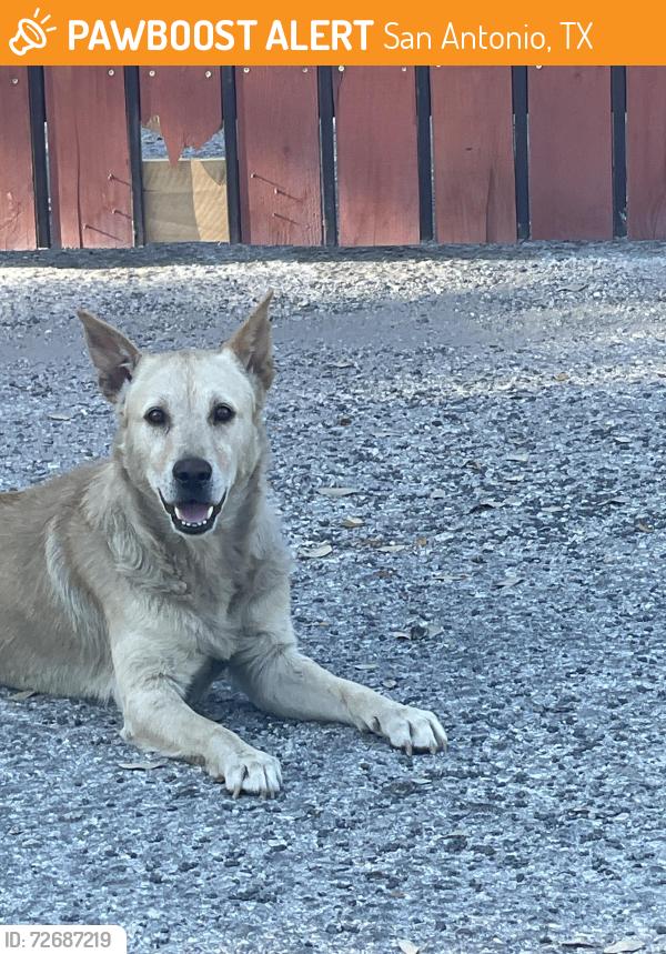Found/Stray Male Dog last seen Coolcrest 11950, manzanita st, San Antonio, TX 78245