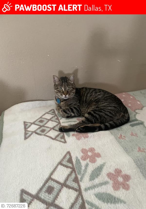 Lost Male Cat last seen Near Eagle Rock Dr 100 dallas tx 75253, Dallas, TX 75253