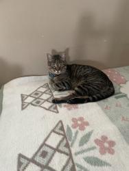 Lost Male Cat last seen Near Eagle Rock Dr 100 dallas tx 75253, Dallas, TX 75253