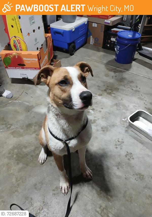 Found/Stray Female Dog last seen Bell Rd north of Lake Tucci, Wright City, MO 63390