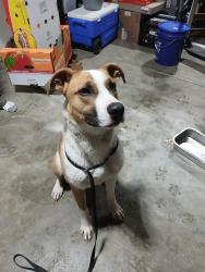 Found/Stray Female Dog last seen Bell Rd north of Lake Tucci, Wright City, MO 63390