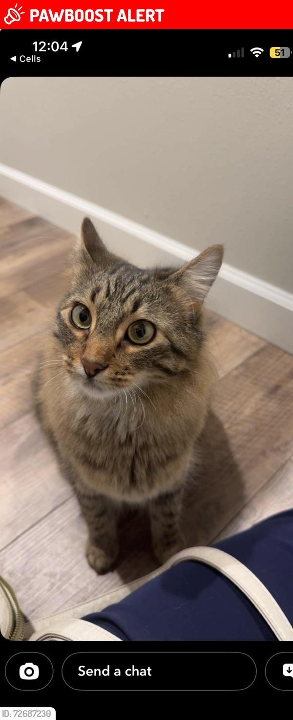 Lost Male Cat last seen Camille Court , Colorado Springs, CO 80908