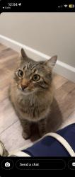 Lost Male Cat last seen Camille Court , Colorado Springs, CO 80908