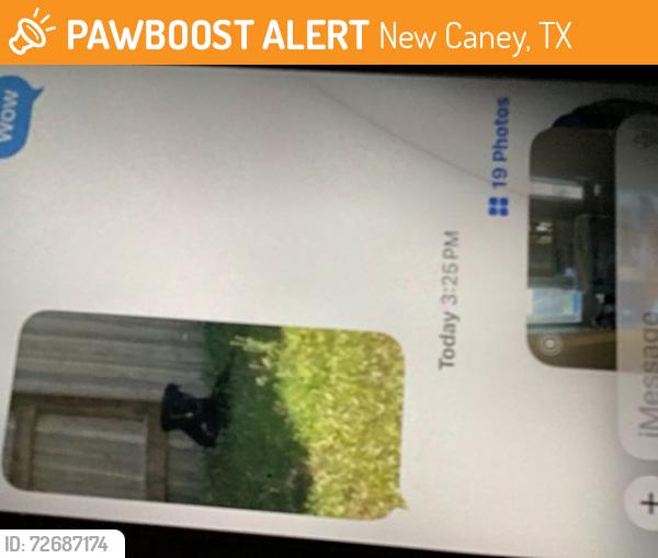 Found/Stray Female Dog last seen Near block of Ribillo Tavola.  New Caney, New Caney, TX 77357