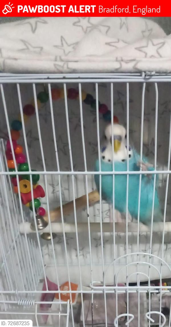 Lost Male Bird last seen Heaton, Bradford, Bradford, England 