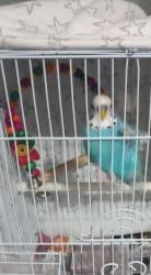 Lost Male Bird last seen Heaton, Bradford, Bradford, England 