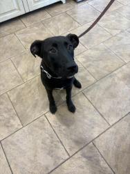 Found/Stray Male Dog last seen Wellington View Ln, Wildwood, MO 63005