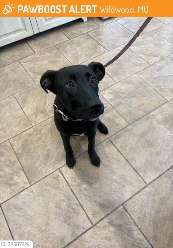 Found/Stray Male Dog last seen Wellington View Ln, Wildwood, MO 63005