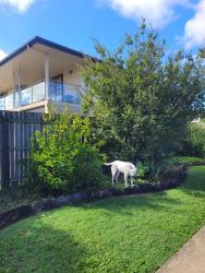Found/Stray Unknown Dog last seen Cremin st and player st, Upper Mount Gravatt, QLD 4122