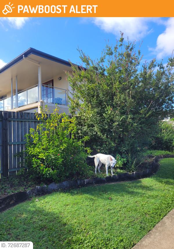 Found/Stray Unknown Dog last seen Cremin st and player st, Upper Mount Gravatt, QLD 4122