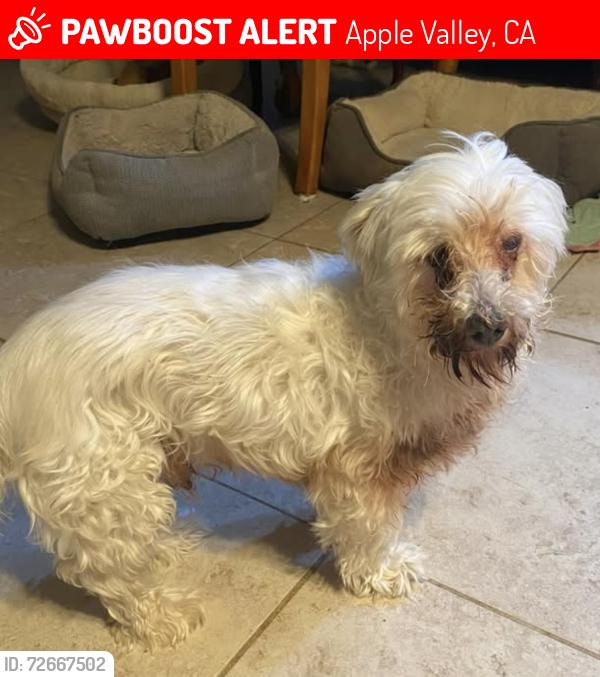Lost Male Dog last seen Via Pariso Rd and Blackfoot Rd by the Apple Valley Foothill water company and Central, Apple Valley, CA 92308