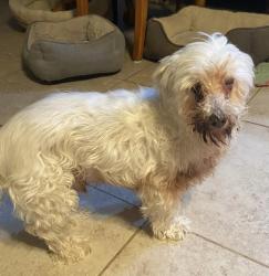 Lost Male Dog last seen Via Pariso Rd and Blackfoot Rd by the Apple Valley Foothill water company and Central, Apple Valley, CA 92308