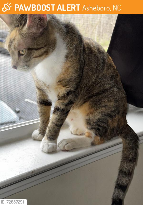 Found/Stray Female Cat last seen North Fayetteville St Asheboro NC, Asheboro, NC 27203