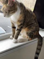 Found/Stray Female Cat last seen North Fayetteville St Asheboro NC, Asheboro, NC 27203