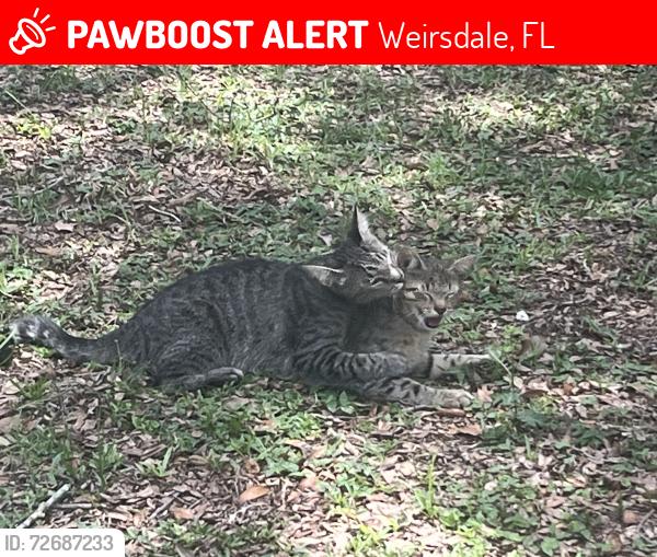 Lost Male Cat last seen Near southeast 175th St., Weirsdale, FL 32195