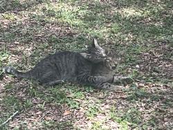 Lost Male Cat last seen Near southeast 175th St., Weirsdale, FL 32195