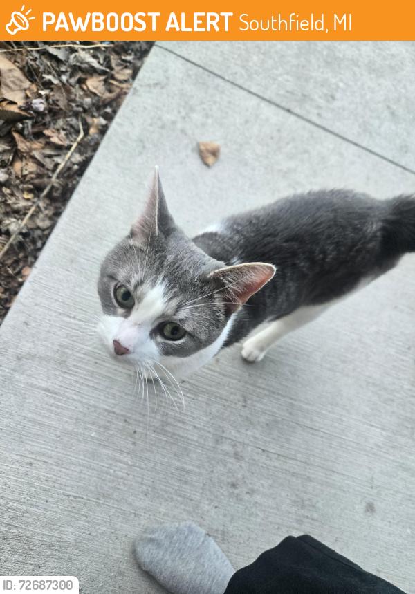 Found/Stray Male Cat last seen Southfield of 12 mile, west of Pierce , Southfield, MI 48076