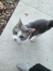 Found/Stray Male Cat last seen Southfield of 12 mile, west of Pierce , Southfield, MI 48076