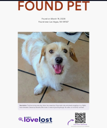 Found/Stray Male Dog last seen Endora & Sandalwood, Las Vegas, NV 89147