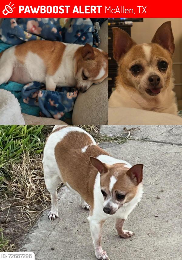 Lost Female Dog last seen 23rd Street & Freddy Gonzalez , McAllen, TX 78504