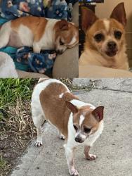 Lost Female Dog last seen 23rd Street & Freddy Gonzalez , McAllen, TX 78504