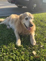 Found/Stray Male Dog last seen Near Sprangletop Ave Baytown tx 77, Baytown, TX 77521
