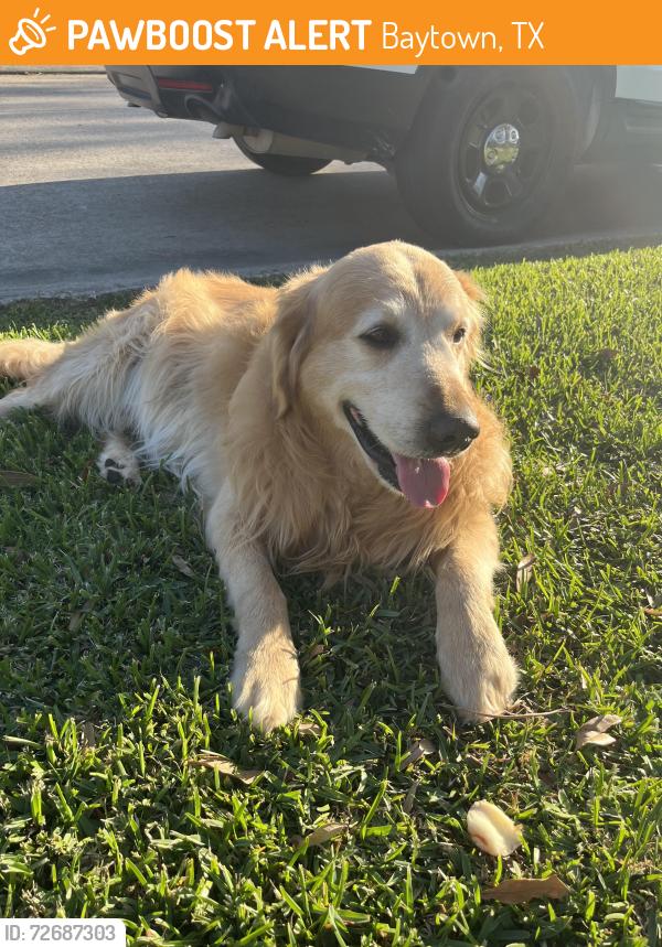 Found/Stray Male Dog last seen Near Sprangletop Ave Baytown tx 77, Baytown, TX 77521