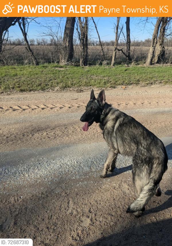 Found/Stray Male Dog last seen Between Greenwich and 143rd on 53rd, Payne Township, KS 67228