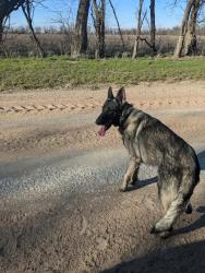 Found/Stray Male Dog last seen Between Greenwich and 143rd on 53rd, Payne Township, KS 67228