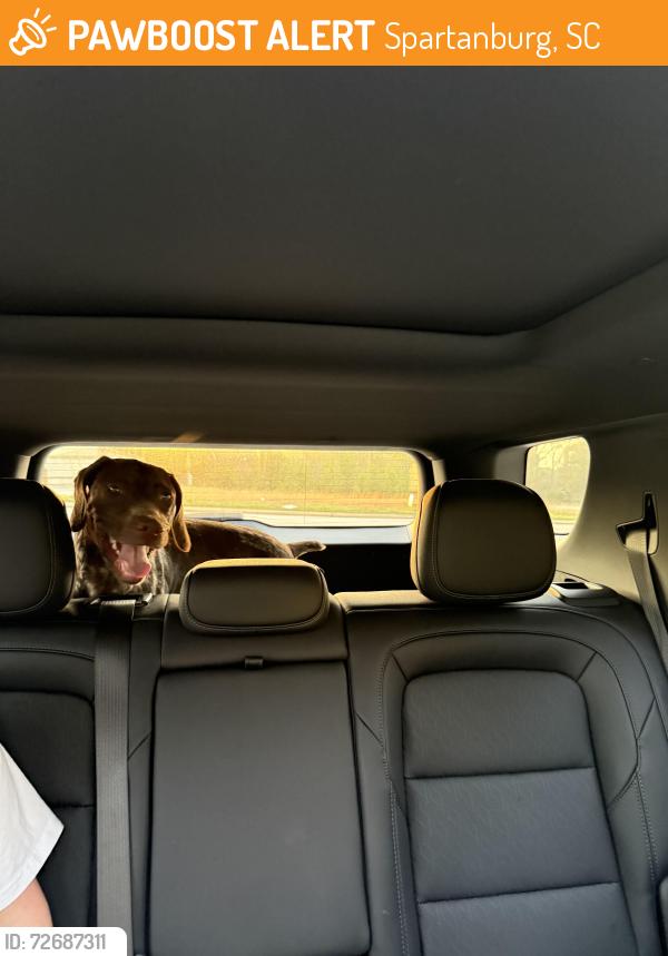Found/Stray Female Dog last seen Hwy 221 , Spartanburg, SC 29306