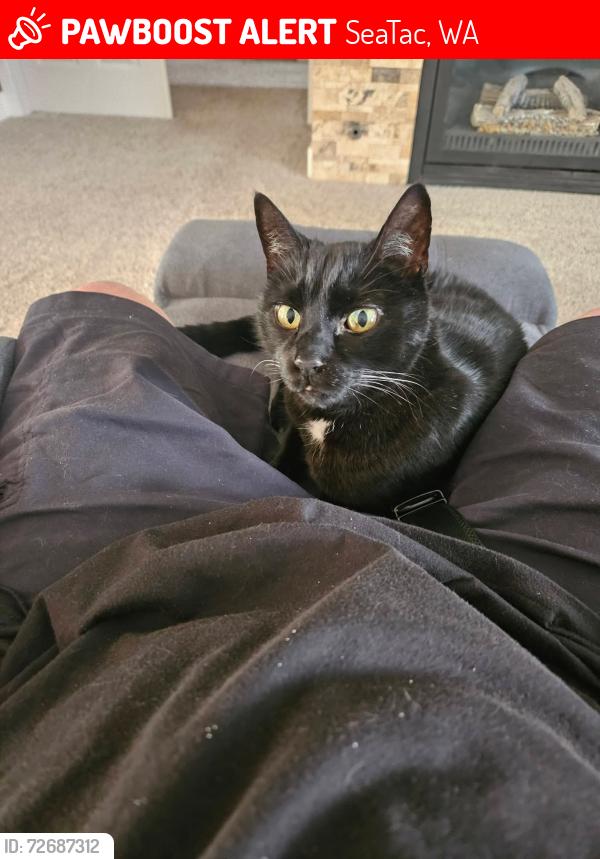 Lost Male Cat last seen 140th and 37th, SeaTac, WA 98158