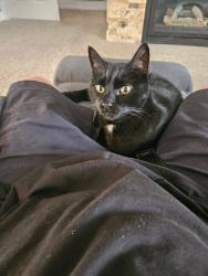 Lost Male Cat last seen 140th and 37th, SeaTac, WA 98158