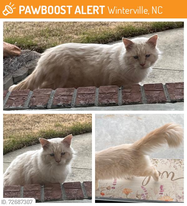Found/Stray Unknown Cat last seen Laurie Ellis Rd/Laurie Meadows Way, Winterville, NC 28590