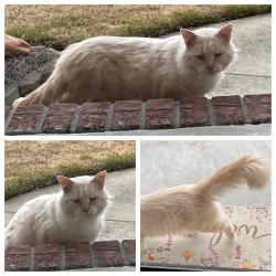 Found/Stray Unknown Cat last seen Laurie Ellis Rd/Laurie Meadows Way, Winterville, NC 28590