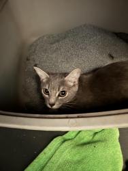 Found/Stray Female Cat last seen Under a trash can by the Granville Park tennis courts, Winston-Salem, NC 27101