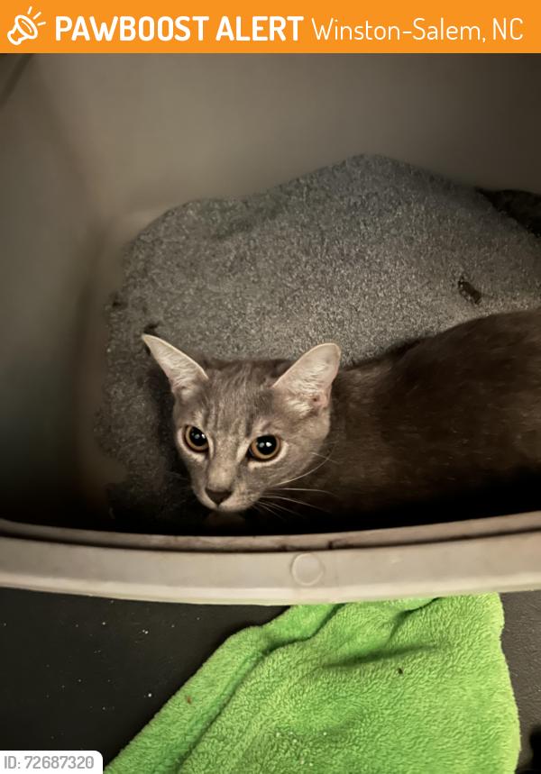 Found/Stray Female Cat last seen Under a trash can by the Granville Park tennis courts, Winston-Salem, NC 27101