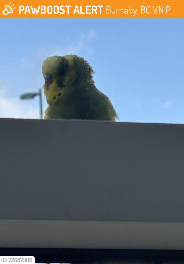 Found/Stray Unknown Bird last seen Griffiths Drive & 10th Avenue, Burnaby, BC V3N 4P1