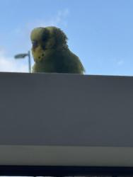 Found/Stray Unknown Bird last seen Griffiths Drive & 10th Avenue, Burnaby, BC V3N 4P1