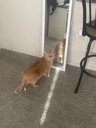 Found/Stray Unknown Cat last seen Reno and Mustang road, Yukon, OK 73099
