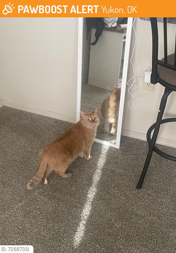 Found/Stray Unknown Cat last seen Reno and Mustang road, Yukon, OK 73099
