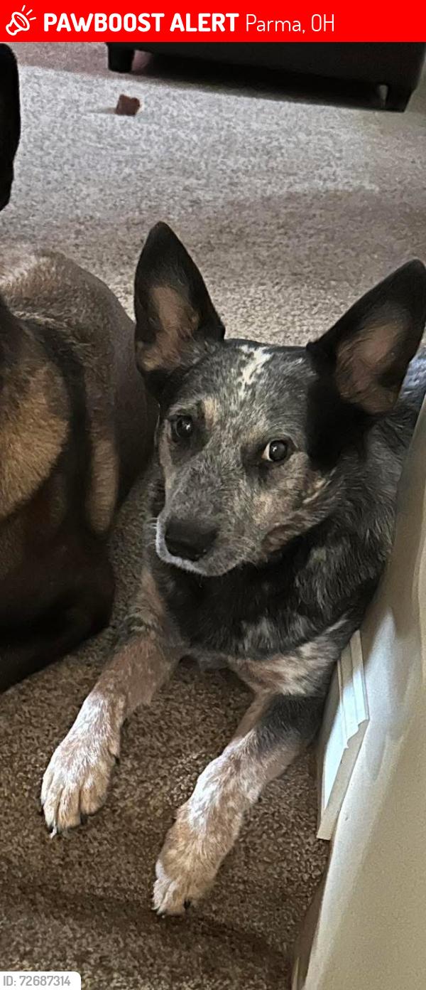 Lost Male Dog last seen Jacqueline Dr/ Judy Dr. , Parma, OH 44134