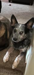 Lost Male Dog last seen Jacqueline Dr/ Judy Dr. , Parma, OH 44134