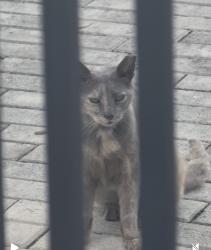 Found/Stray Unknown Cat last seen Five park Miami , Miami Beach, FL 33139