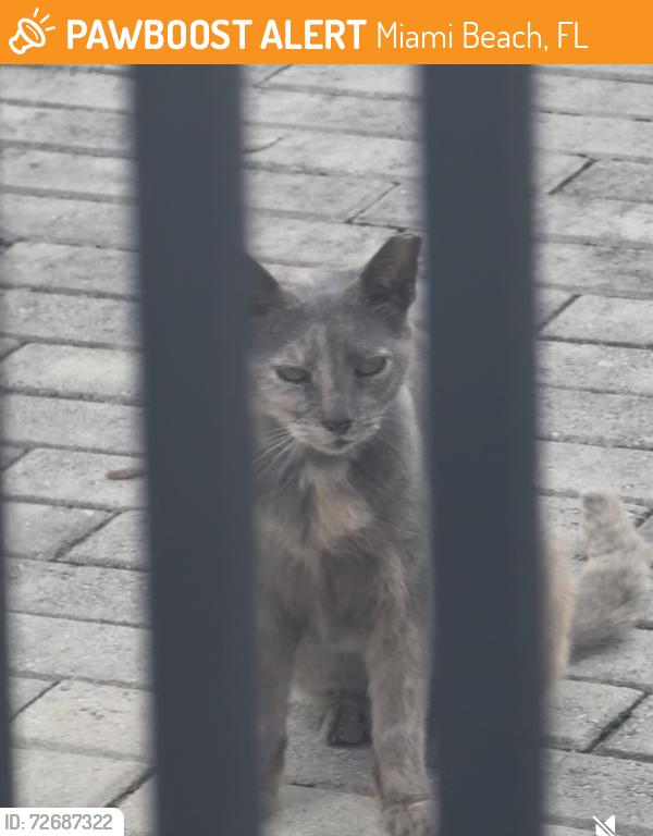Found/Stray Unknown Cat last seen Five park Miami , Miami Beach, FL 33139