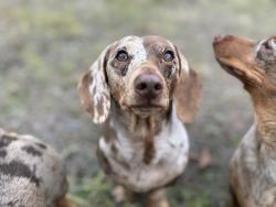 Lost Male Dog last seen Pitcairn St, High Point, FL 34613