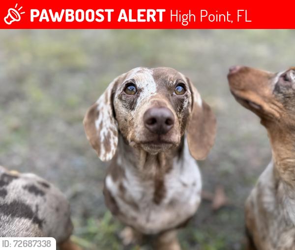 Lost Male Dog last seen Pitcairn St, High Point, FL 34613