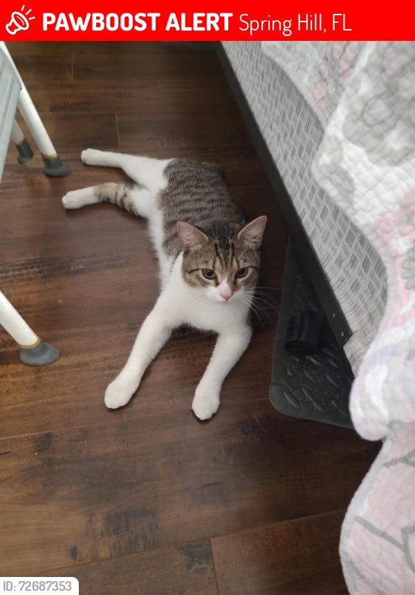 Lost Male Cat last seen Pinehurst , Spring Hill, FL 34606