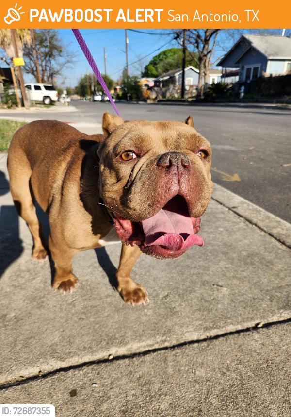 Found/Stray Female Dog last seen Hawthorne and Bastrop, San Antonio, TX 78214